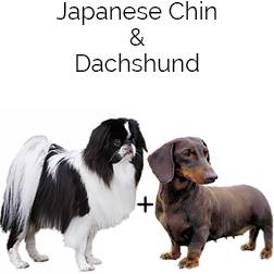 Doxie Chin Dog